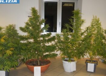 Terrazzo trasformato in serra per la coltivazione di marijuana, arrestato spacciatore