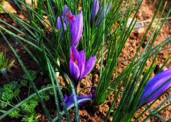 “Le Vie dello Zafferano”: a San Pio delle Camere la XII edizione della festa dedicata all’Oro Rosso d’Abruzzo