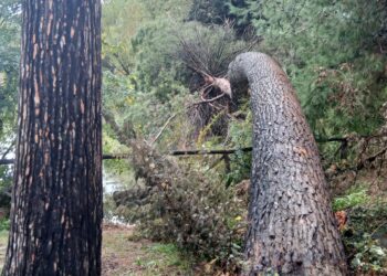 Caduti due alberi: chiuso il comparto della pineta del laghetto artificiale