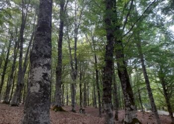 Cappadocia e Pereto, minaccia alle faggete secolari: progetti di taglio con documenti falsificati