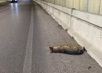Lupa investita e uccisa sulla strada provinciale: l’incidente all’interno di una galleria