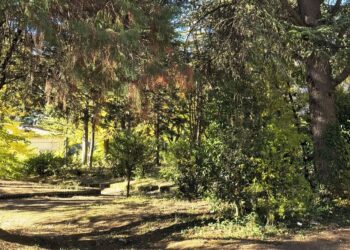 Parco della Luna, Conalpa: massima attenzione nella conservazione del patrimonio arboreo  