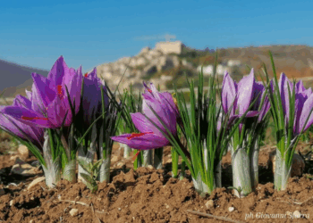 Zafferano dell’Aquila Dop, Cucchella: “Serve ricerca per salvare la produzione e rilanciare l’oro rosso d’Abruzzo”