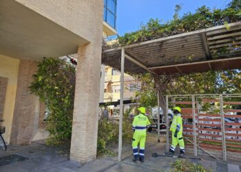 Proseguono i lavori di potatura sul territorio di Roseto, questa mattina intervento in piazza della Repubblica