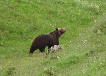 Nina, cucciola salvata a Pizzone, pronta a tornare libera nei boschi