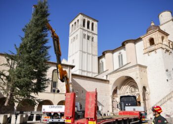 Il Natale di Assisi è anche abruzzese: albero dall’Aquila e presepe da Castelli