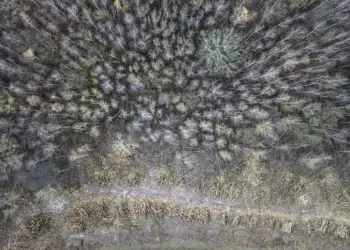 Salviamo la famiglia nel bosco, oltre 7mila firme online