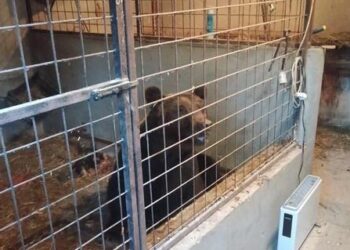 Sorpresa nel pollaio, un orso al posto delle galline: fa una scorpacciata e rimane intrappolato