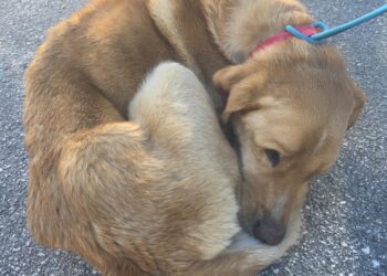 Gran Sasso, ritrovato vivo Pirat, è il cane dell’escursionista polacco disperso da oltre venti giorni