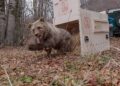 L’orsetta Nina è stata liberata: torna a correre nella natura