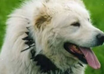 Il cane da Pastore Abruzzese torna a casa, riconosciuta identità della razza. Quaglieri: traguardo storico