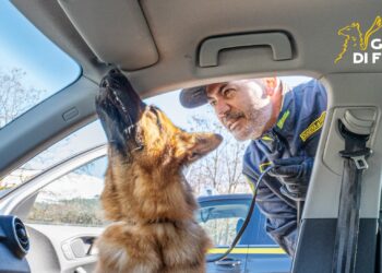 Controlli a tappeto della Guardia di finanza contro lo spaccio: sequestrata droga a Sulmona