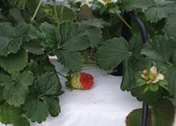 Fragole di Natale grazie alla serra dell’Istituto Serpieri