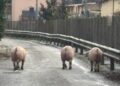 Scena surreale ad Avezzano: tre maiali a spasso in mezzo alla strada