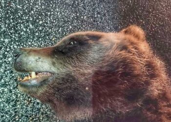 Orso muore investito, incidente poco fa nella Valle Roveto (fotogallery)