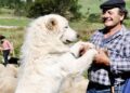 Federazione cinofila riconosce l’origine abruzzese del cane da Pastore Abruzzese Maremmano, Marsilio: passaggio storico