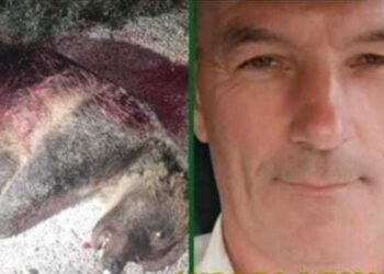 Uccisione di Amarena, colpo di scena al processo ad Andrea Leombruni: prima udienza rinviata per nullità