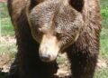 Orso bruno marsicano, conclusa la prima fase del monitoraggio genetico per stimare la popolazione