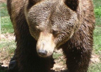 Orso bruno marsicano, conclusa la prima fase del monitoraggio genetico per stimare la popolazione