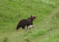 Salviamo l’Orso: interventi concreti per proteggere l’orso bruno marsicano