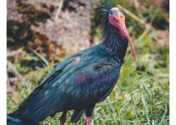 Ibis ferito a fucilate operato con successo dai veterinari