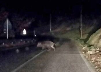 Cinghiale attraversa la strada sotto i colpi dei cacciatori: paura sulla panoramica