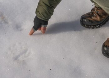 Le orme della vita, il nuovo viaggio dell’orsetta Nina libera tra la neve