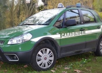 Blitz dei carabinieri forestali in un’abitazione: scoperto mattatoio clandestino, salvati 24 agnelli