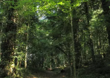 È ufficiale: l’Abetina di Rosello è il primo bosco vetusto d’Italia