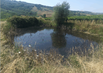 Bio Cantina Sociale Orsogna: sguardo alla biodiversità dei vigneti per l’agricoltura del futuro