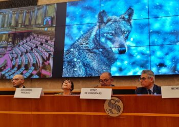 Declassamento del lupo: il fronte delle associazioni presenta 5 richieste al Senato