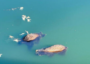 Orsetti annegati a Scanno, “Salviamo L’Orso”: “nessuna archiviazione, ora verità e responsabilità”
