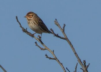 Dalla Scandinavia al Fucino, la rara apparizione dello zigolo minore nella Marsica: prima osservazione in Abruzzo