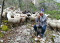 Pastorizia in Abruzzo, l’appello di Marcelli: “Riconoscere il valore dei pastori per l’ambiente”