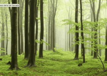 Giornata delle Foreste, Imprudente: “L’Abetina di Rosello è il primo bosco vetusto d’Italia”