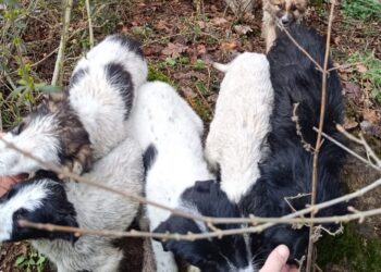 Trovati 8 cuccioli abbandonati a Paganica, Lega del cane: è un reato punito dal codice penale
