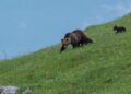 Quando la natura non va in letargo: mamma orsa e i suoi cuccioli in giro per i paesi