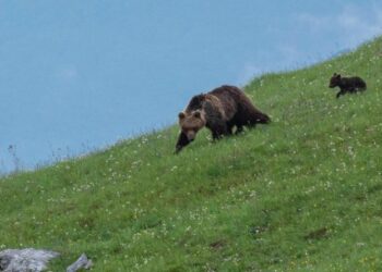 Quando la natura non va in letargo: mamma orsa e i suoi cuccioli in giro per i paesi