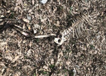 Ritrovati resti di orso, il Parco: ispezioni e accertamenti in corso