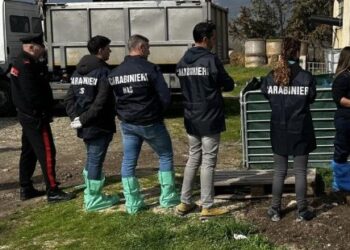 Suini non tracciati in allevamento abusivo, la Asl ordina l’abbattimento di 52 capi