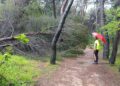 Pineta dannunziana ancora pericolosa, nuovi alberi caduti e chiusura prorogata per sicurezza