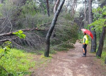 Pineta dannunziana ancora pericolosa, nuovi alberi caduti e chiusura prorogata per sicurezza