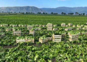 Fiera Lanciano, carbon farming, vino e nuova Pac. Coldiretti: cosa cambia davvero per le imprese agricole