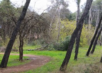 Alberi abbattuti dal maltempo a Pescara, rischio crolli, pineta e parchi chiusi per sicurezza