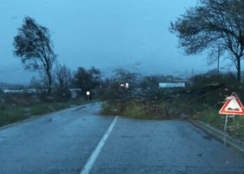 Maltempo, Vento forte abbatte un albero: carreggiata invasa. Prestare attenzione