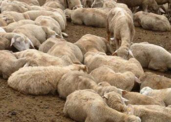 Blue Tongue, Coldiretti: prevenzione, meno burocrazia e interventi immediati