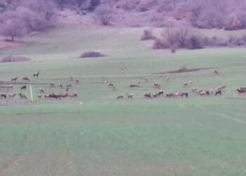 Cervi fuori controllo in Abruzzo, tra “Bambi” e realtà, Cia e Confagricoltura chiamano a raccolta territorio e istituzioni