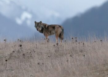 Avvelenamenti nel Parco, Salviamo l’Orso: “atti criminali, serve tolleranza zero subito”