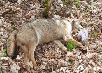 Continua la strage dei lupi: un silenzioso massacro nel cuore del Parco