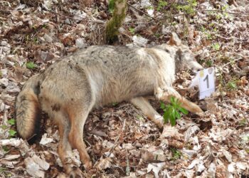 Cinque lupi morti nel Parco nazionale: ipotesi avvelenamento